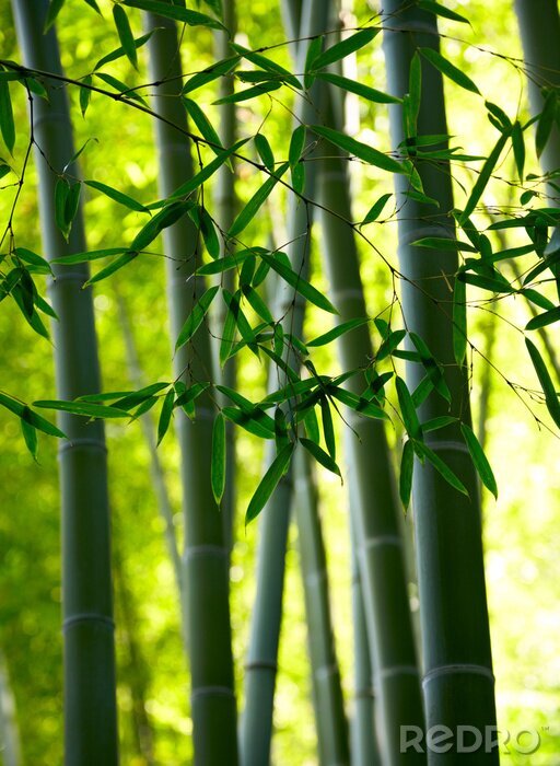 Fotobehang Bamboe in een exotisch bosje