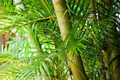 Fotobehang Bamboe in een tropisch woud