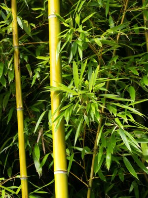 Fotobehang Bamboe in het exotisch bos