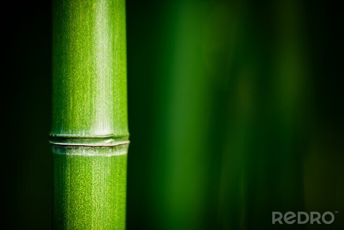 Fotobehang Bamboe in macro