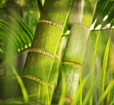 Fotobehang Bamboe in macro weergave