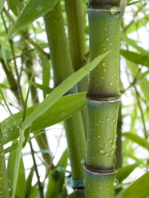 Fotobehang Bamboe in regendruppels
