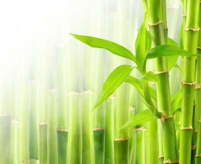 Fotobehang Bamboe op een achtergrond van planten