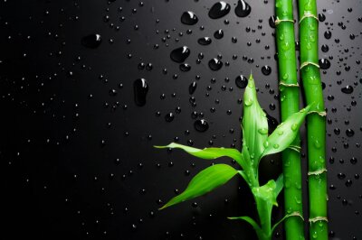 Fotobehang Bamboe op natte zwarte achtergrond