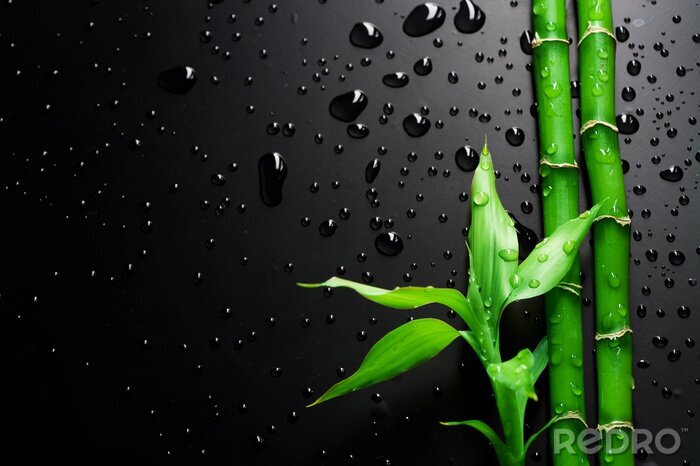 Fotobehang Bamboe op natte zwarte achtergrond