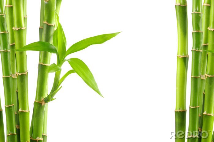 Fotobehang Bamboe op witte achtergrond