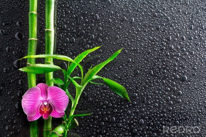 Fotobehang Bamboe orchidee en druppels op zwart glas