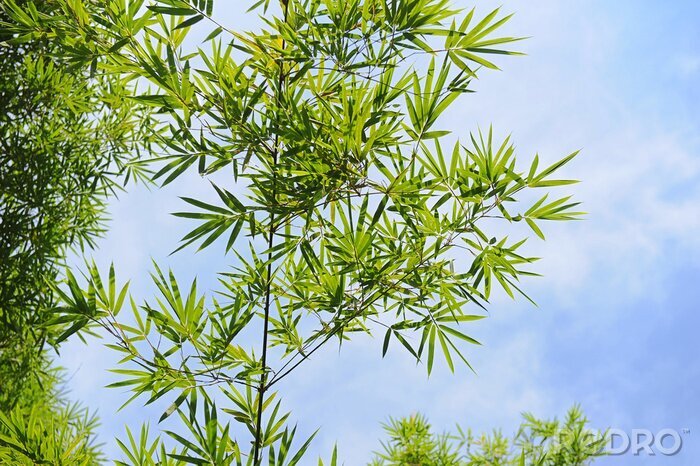Fotobehang Bamboe schiet tegen de lucht