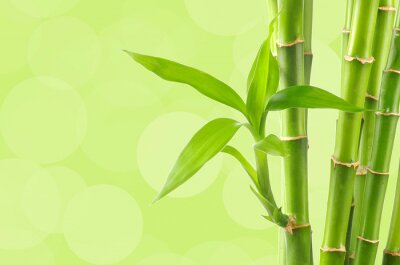 Fotobehang Bamboe tijdens de bloei