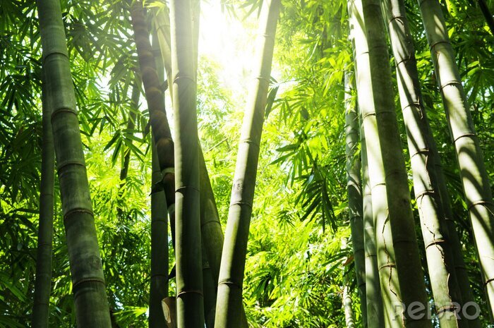 Fotobehang Bamboebos in de zon