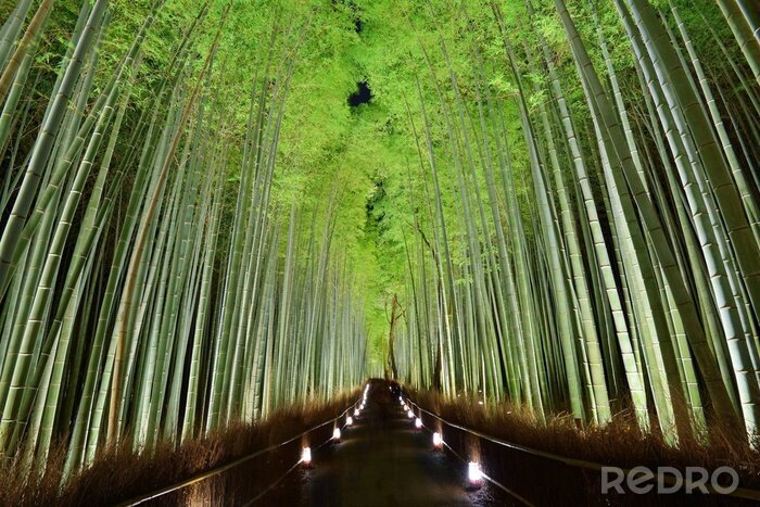 Fotobehang Bamboebos in Japan