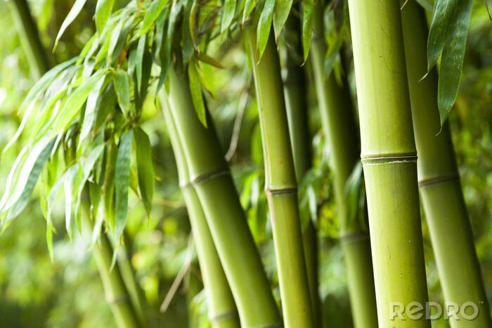 Fotobehang Bamboebos met bladeren