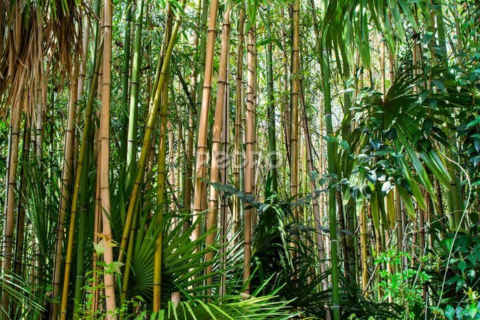 Fotobehang Bamboebos tropisch landschap