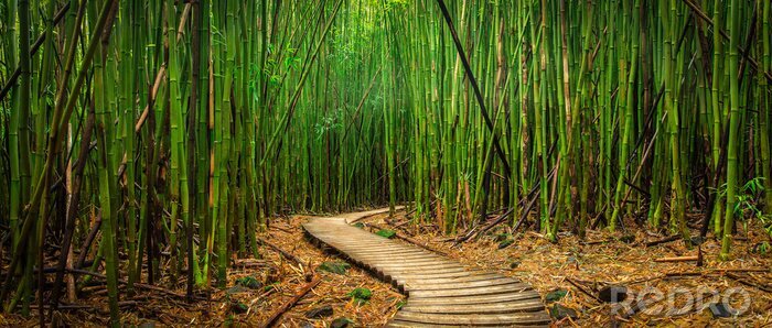 Fotobehang Bamboebospad