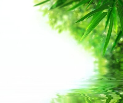 Fotobehang Bamboeplanten bij het water