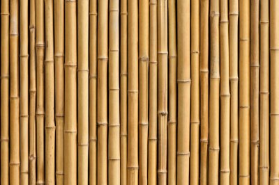 Fotobehang Bamboescheuten