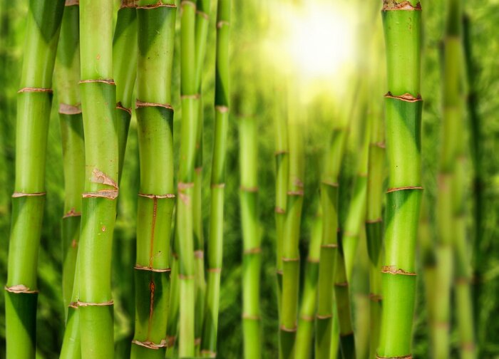 Fotobehang Bamboestengels en zon