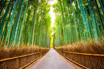 Fotobehang Bamboo Forest of Kyoto, Japan