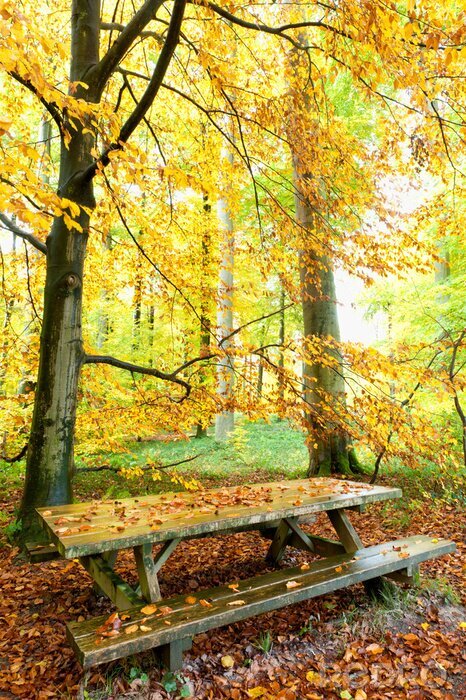 Fotobehang Bankje tussen de herfstbomen
