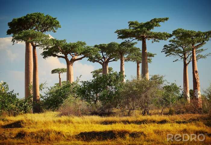 Fotobehang Baobabboom