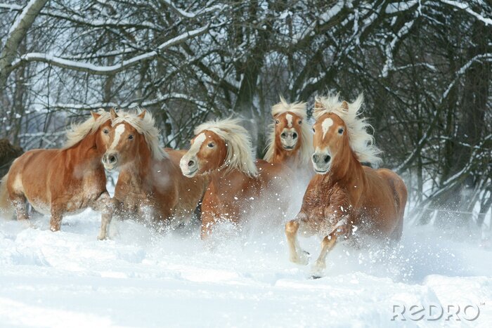 Fotobehang Batch van Haflingers samen in de winter