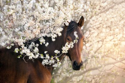 Fotobehang Bay stallion portrait on spring blossom tree