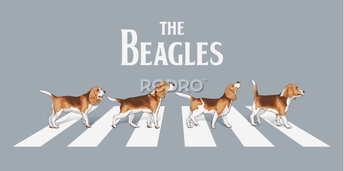 Fotobehang Beagle op een zebrapad