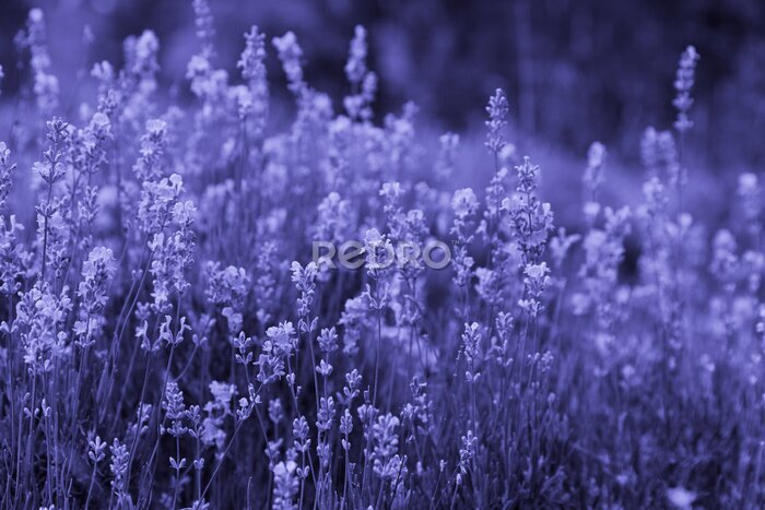 Fotobehang Beautiful lavender flowers in a lavender field. toned image in trendy purple color Very Peri. copy space.