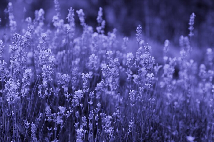 Fotobehang Beautiful lavender flowers in a lavender field. toned image in trendy purple color Very Peri. copy space.