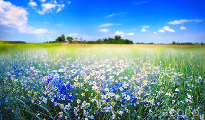 Fotobehang Beautiful pastoral natural spring summer landscape with daisies and blue bells in field against blue sky with white clouds on sunny day. Chamomile in meadow in nature, panoramic view.