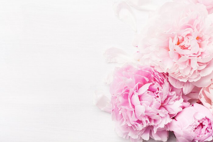 Fotobehang beautiful pink peony flower background