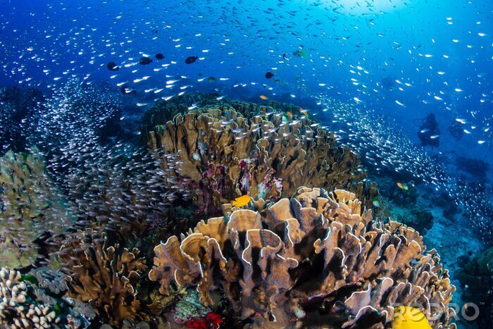 Fotobehang Beautiful tropical coral reef at Thailand's Similan Islands in the Andaman Sea