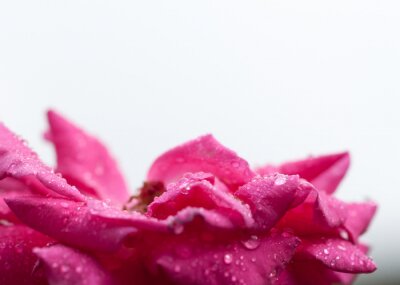 Fotobehang Bedauwde roze bloem
