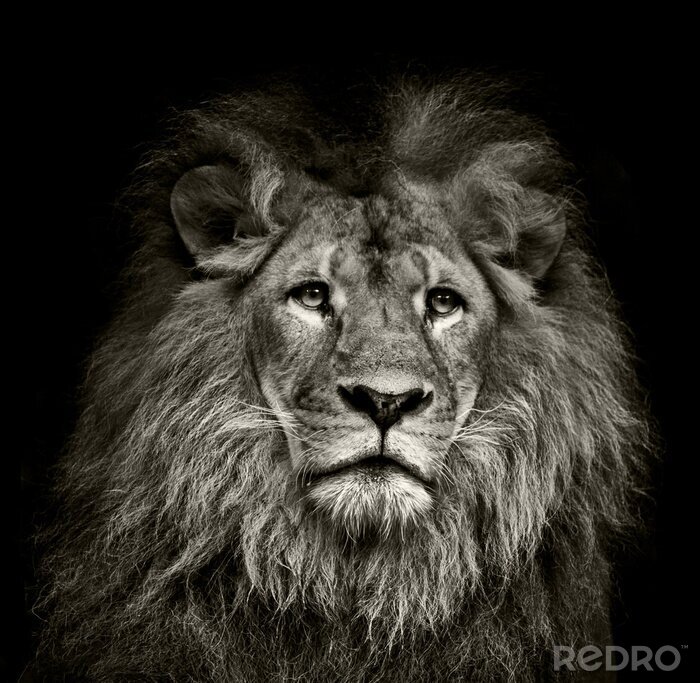 Fotobehang Beeld van een leeuw in zwart-wit