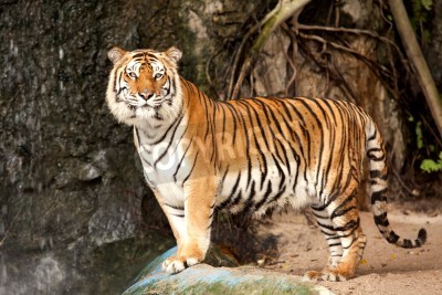 Fotobehang Beeld van tijger op een steen