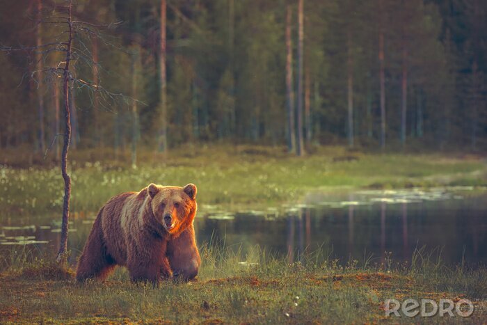 Fotobehang Beer bij het veenmoeras