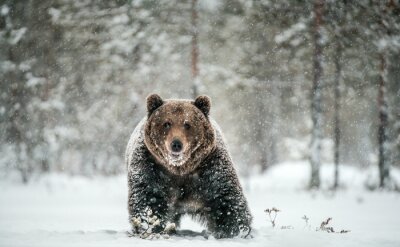 Fotobehang Beer in de sneeuwvlokken
