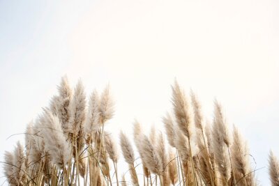 Fotobehang Beige planten tegen de lucht