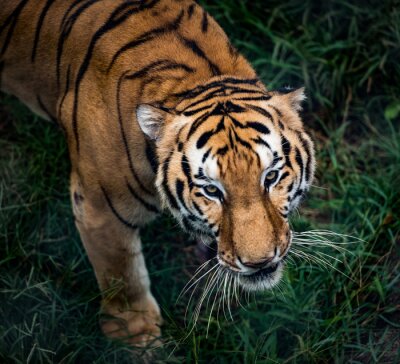 Bengaalse tijger in beweging en groen gras
