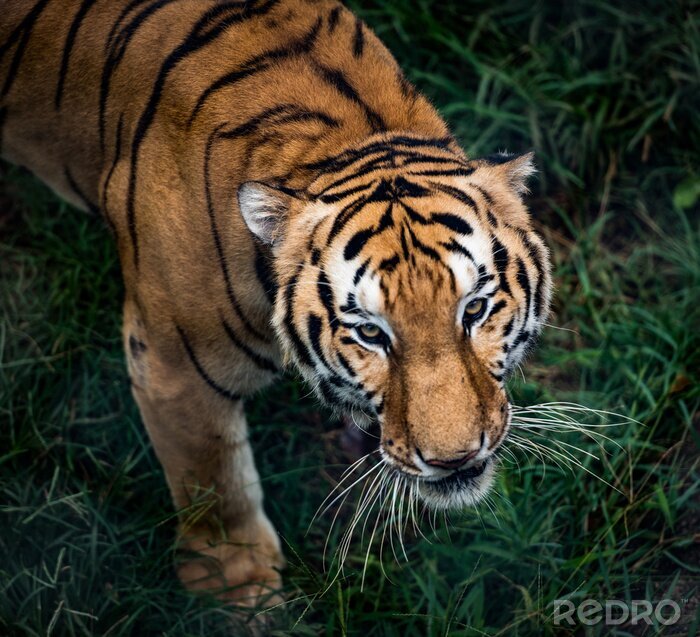 Fotobehang Bengaalse tijger in beweging en groen gras