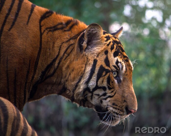 Fotobehang Bengaalse tijger op de achtergrond van een bos