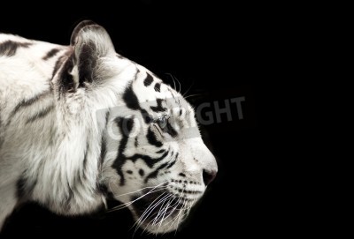 Fotobehang Bengaalse tijger op donkere achtergrond