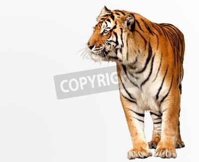Fotobehang Bengaalse tijger op witte achtergrond