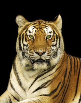 Fotobehang Bengaalse tijger op zwarte achtergrond
