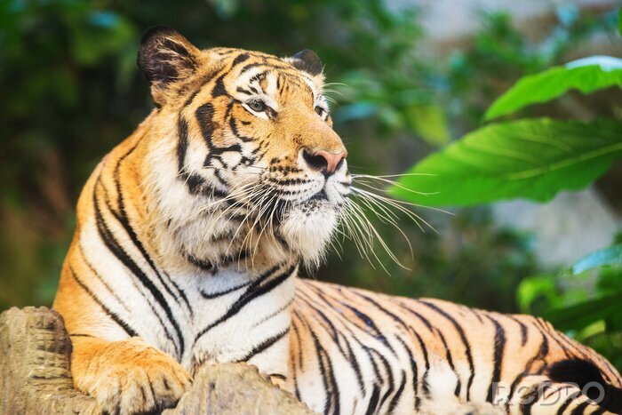 Fotobehang Bengaalse tijger tussen het groen