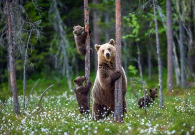 Beren in het boslandschap