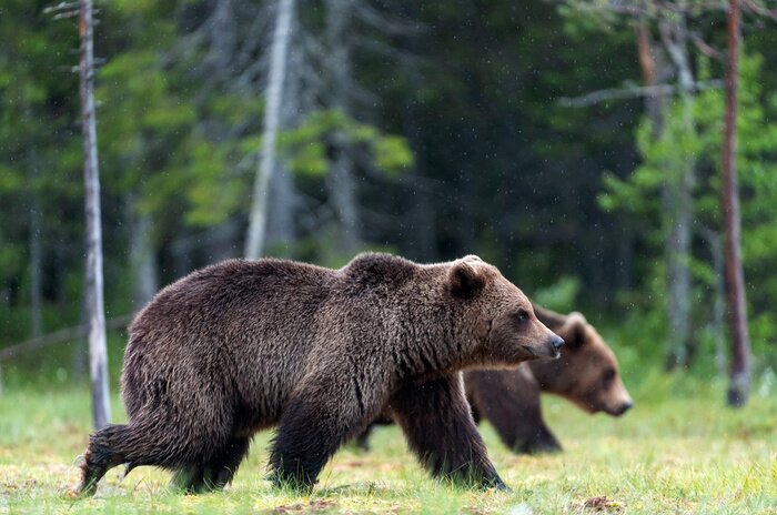 Fotobehang Beren lopen door een bos
