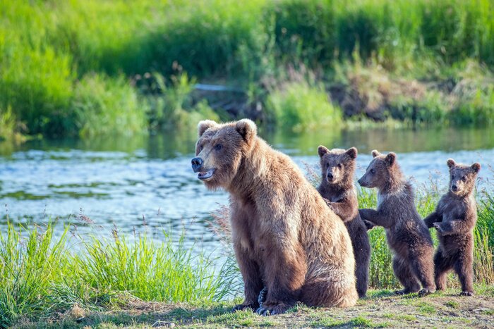 Fotobehang Berenfamilie bij de rivier