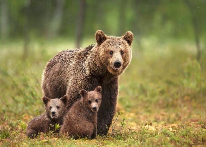 Fotobehang Berenfamilie in het bos