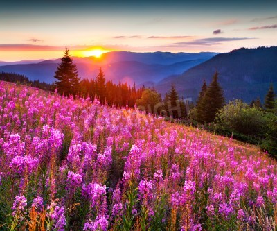 Fotobehang Bergbloemen en zonsopgang